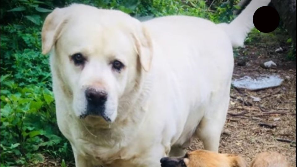 El peculiar perro pesa más de 90 kilos, cuando un labrador de su edad normalmente debe pesar 38 kilos. FOTO: ESPECIAL