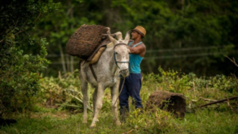 Usarán burros para transportar vacunas contra coronavirus. Foto: iStock