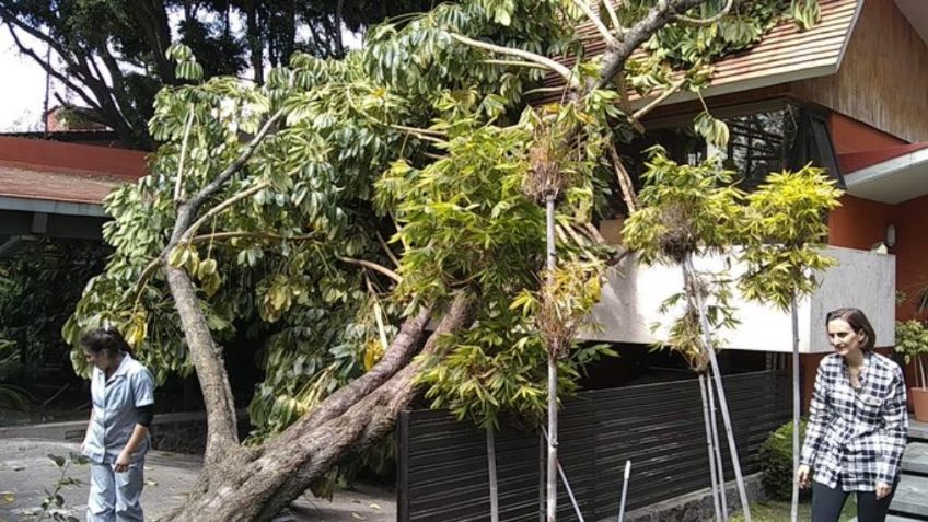 Lluvias y vientos dejan como saldo ocho árboles caídos en CDMX