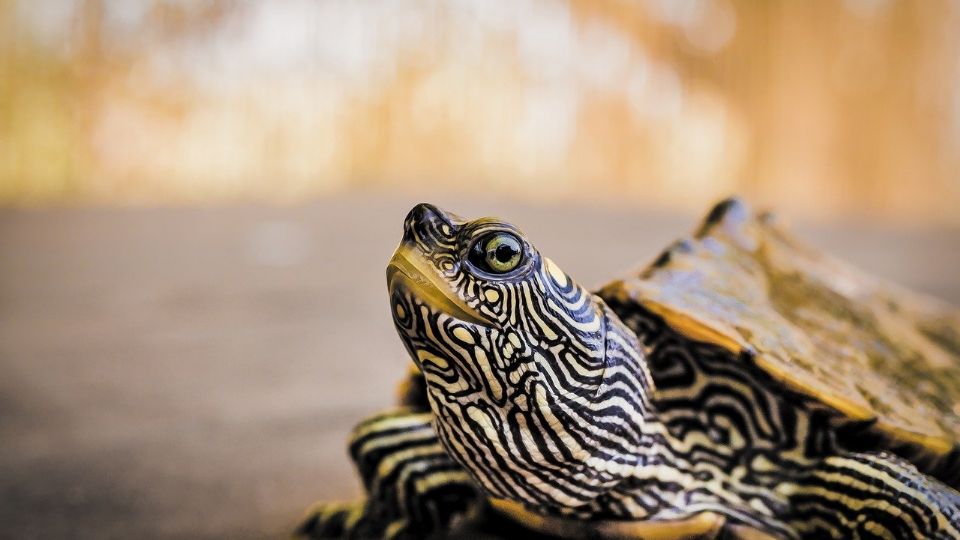 La tortuga encantó a los usuarios del acuario que vieron su baile