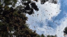 Estos son los mejores meses para visitar los santuarios de la mariposa monarca en Michoacán