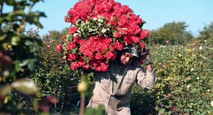 Del campo al Mercado de Jamaica: Así llegan a tus manos las ROSAS el 14 de  febrero | El Heraldo de México