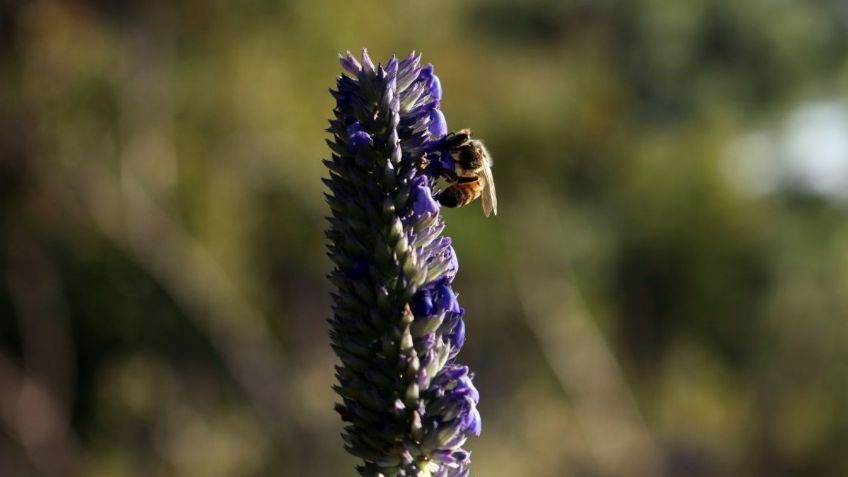 Ley en Yucatán protegerá a las abejas y su medio ambiente