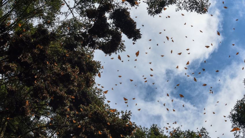 Estos son los mejores meses para visitar los santuarios de la mariposa monarca en Michoacán