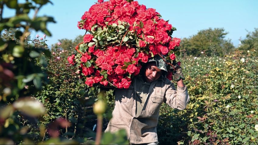 Del campo al Mercado de Jamaica: Así llegan a tus manos las ROSAS el 14 de febrero