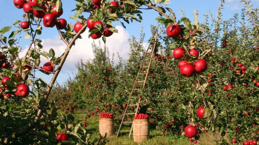 Conoce las propiedades y vitaminas que contiene la manzana