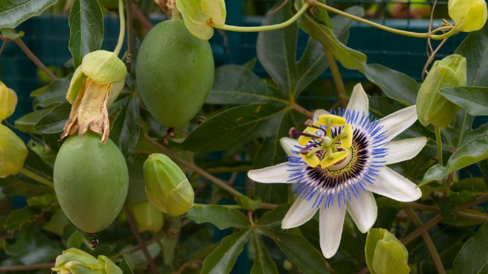 Te decimos qué beneficios tiene la pasiflora para la salud de las personas 
FOTO: Twitter