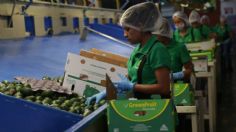 Crece 39.9% superávit agroalimentario en 2020: Sader