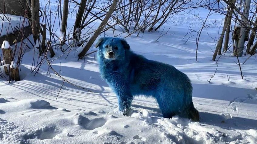 ¿De otro planeta? Perritos de pelaje azul cautivan las redes: FOTOS