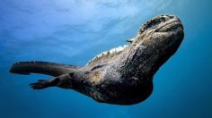 VIDEO VIRAL: ¡Sí existe! Graban diminuto “Godzilla” nadando en Islas Galápagos