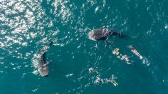 Nadar con el tiburón ballena y ver a la ballena gris, La Paz tiene pura aventura