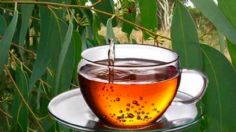 ¿Problemas RESPIRATORIOS? Estos son los beneficios del té de EUCALIPTO