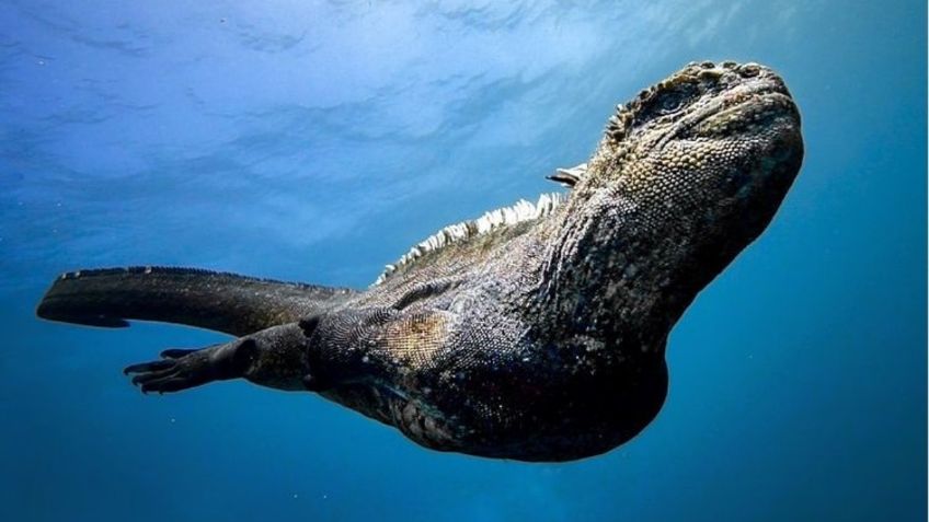 VIDEO VIRAL: ¡Sí existe! Graban diminuto “Godzilla” nadando en Islas Galápagos