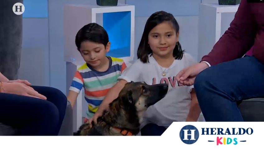 Niños y perros: CLAVES para tener una buena convivencia; VIDEO