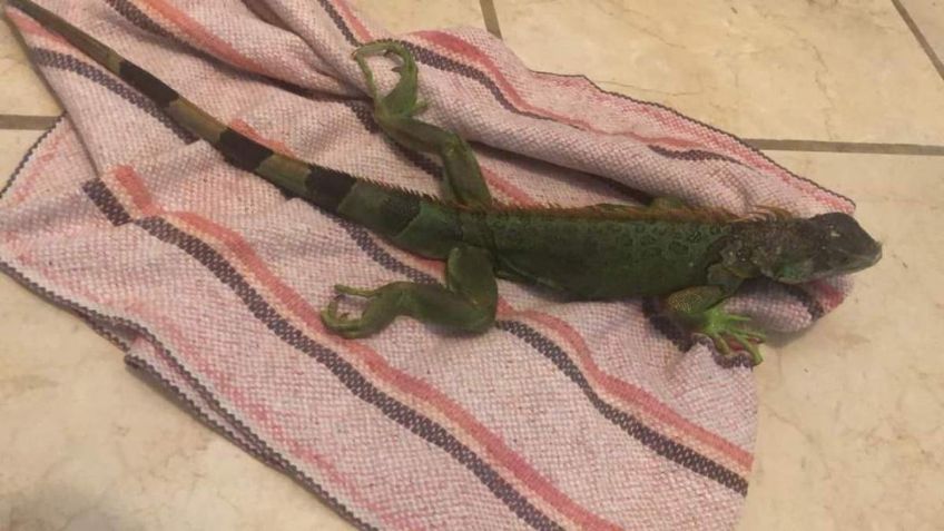 Rescatan a iguanas congeladas en Tamaulipas