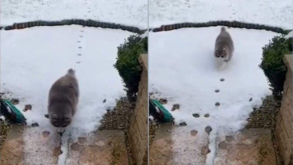 El gatito se las ingenió para no volver a tocar la nieve. FOTO: ESPECIAL