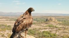 Traen de vuelta al águila real