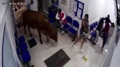 VIDEO  VIRAL: ¿Enloqueció? Enorme vaca ingresa a sala de urgencias y embiste a pacientes