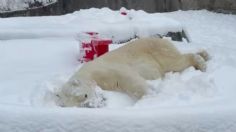 ¿Frío? Oso polar juega y disfruta de NEVADA en zoológico: VIDEO