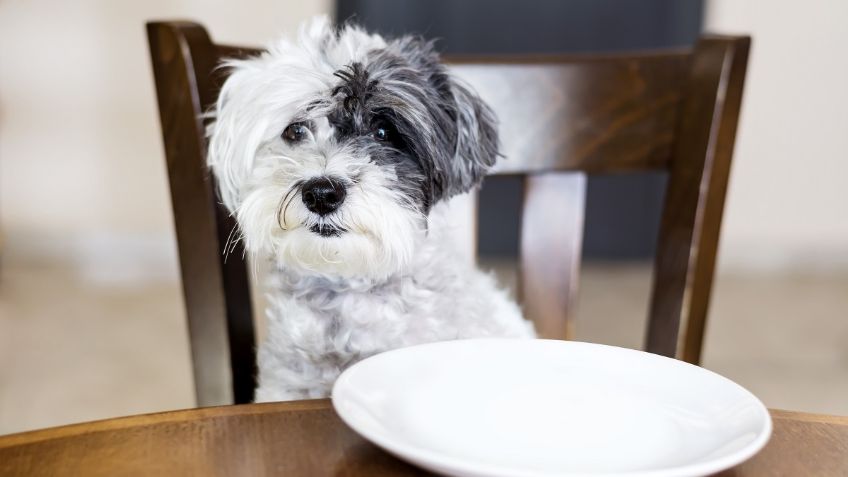 Alimentos caseros para PERROS: ideas rápidas, saludables y baratas | VIDEO