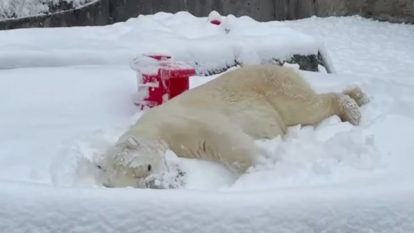 ¿Frío? Oso polar juega y disfruta de NEVADA en zoológico: VIDEO