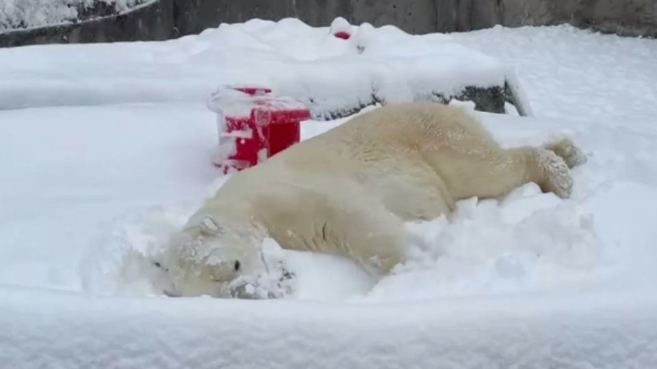 Blizzard de 25 años de edad disfrutó a lo grande la nieve en el zoológico. Foto: Especial