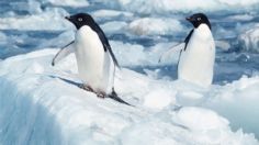 ¡Lo mejor que verás hoy! Captan a PINGÜINOS jugando sobre un iceberg | VIDEO