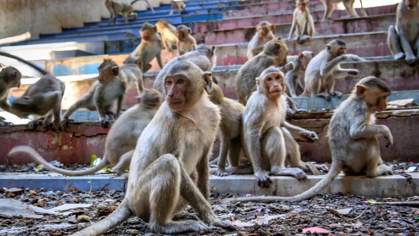 Manada de monos robaron a recién nacida; la encuentran sin vida en templo de India