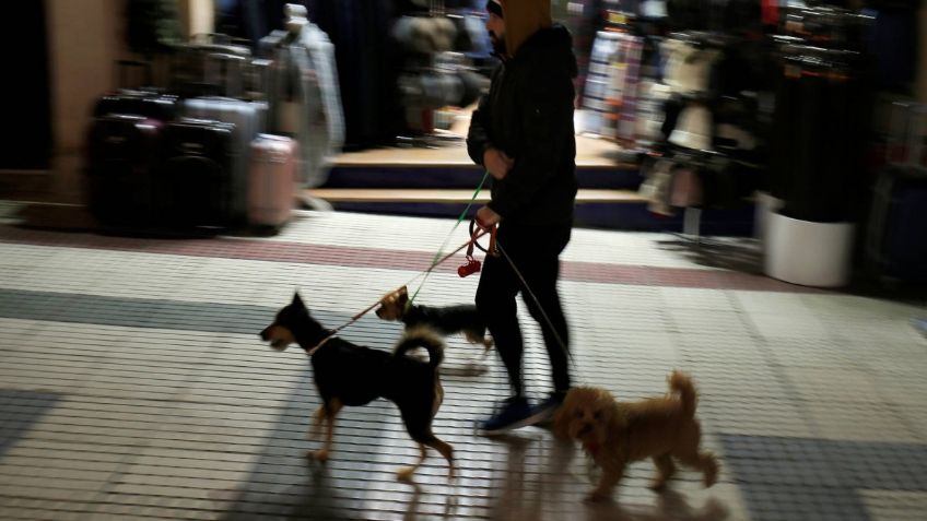 Las 5 razas de perros ideales para familias con espacios pequeños y poca actividad