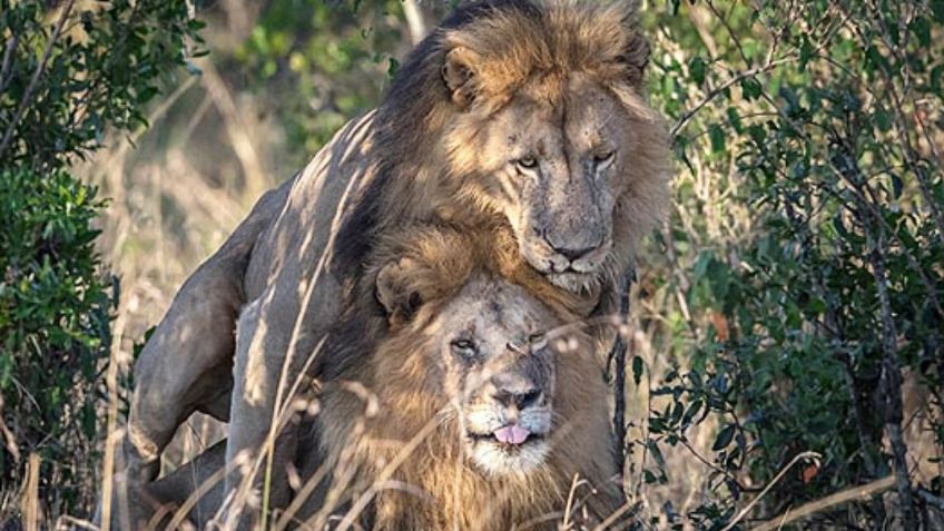 Autoridades de Kenia se alarman por comportamiento “inmoral” de dos leones