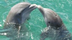 ¡Hermosas imágenes! Delfines juegan entre una enorme manada de manatíes: VIDEO