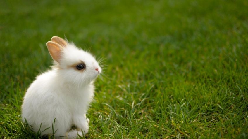 ¡Qué hay de nuevo viejo! Todo lo que debes saber para tener un conejo como mascota