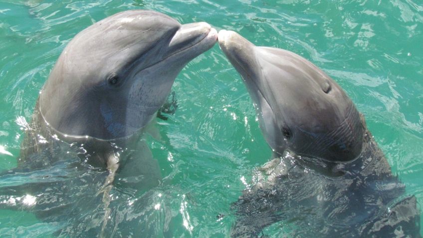 ¡Hermosas imágenes! Delfines juegan entre una enorme manada de manatíes: VIDEO