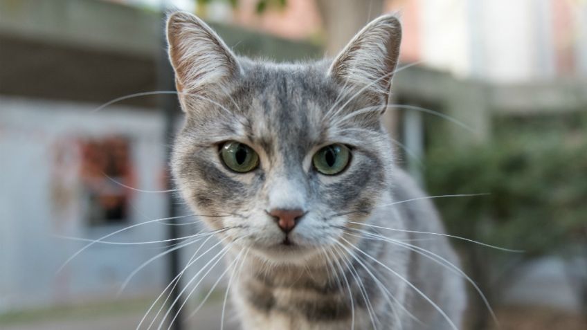 ¡Toma nota! De esta sencilla manera podrás evitar que tu GATO te muerda o arañe: VIDEO