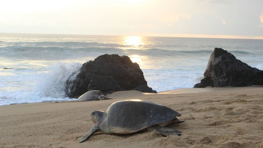 Estas son las playas más bellas de Michoacán que tienes que visitar