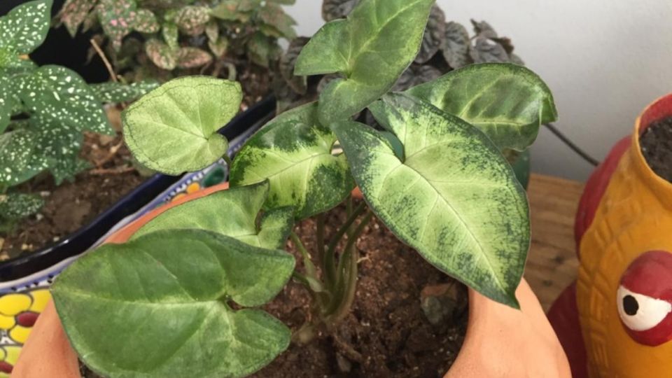 Las plantas estarán protegidas con esta mezcla. Foto: Especial