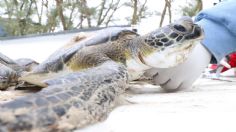 ¡Impresionante! Así fue el rescate de 140 tortugas varadas por bajas temperaturas en Tamaulipas: FOTOS