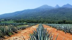 Además de Jalisco, ¿qué otros estados pueden producir tequila?