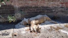 Localizan cadáver de león africano cubierto con cal en calles de la capital