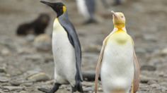 No todo es blanco y negro para este pingüino amarillo hallado en Atlántico Sur: FOTO