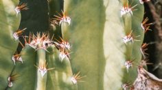 Conoce los sorprendentes BENEFICIOS del NOPAL ¿Ayuda a BAJAR de peso?