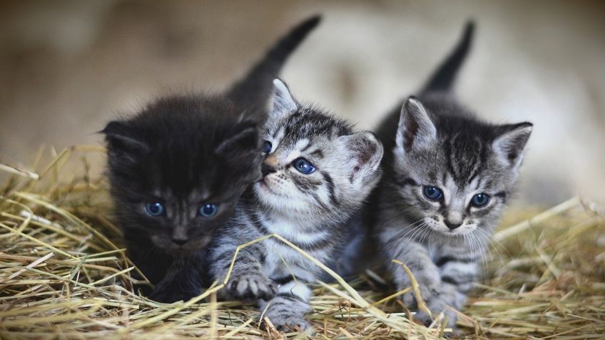 Día Internacional del gato: recomendaciones para cuidar a tu felino | VIDEO