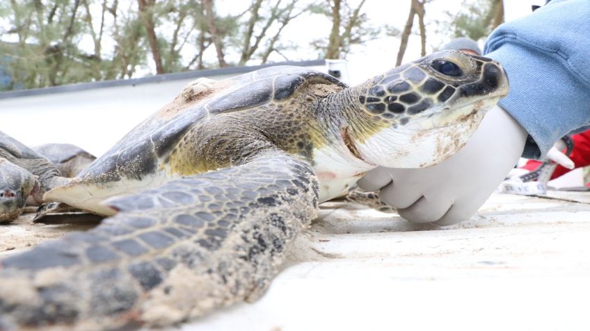 ¡Impresionante! Así fue el rescate de 140 tortugas varadas por bajas temperaturas en Tamaulipas: FOTOS