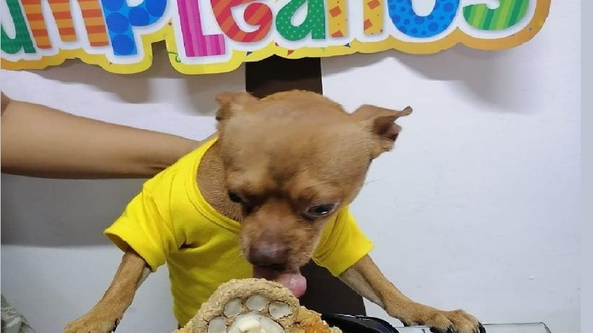 Perrito festeja con pastel de cumpleaños y su sonrisa lo hace viral