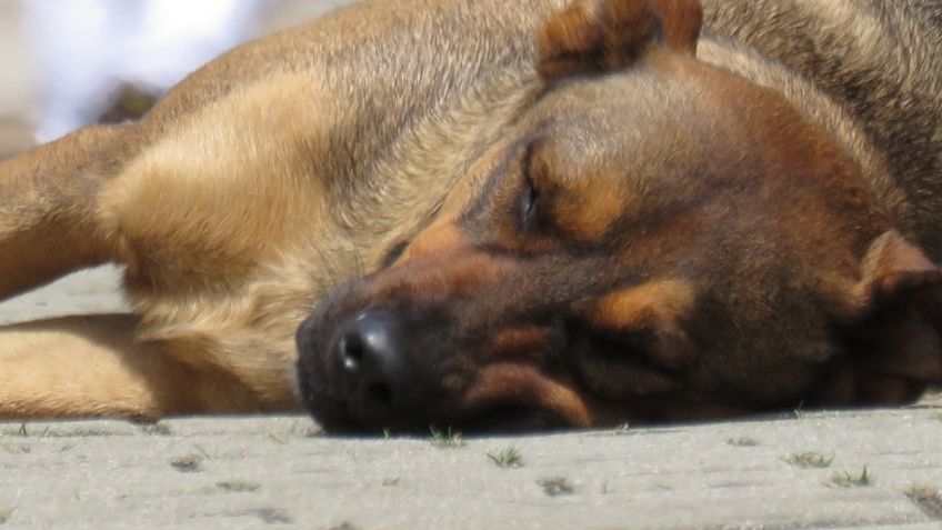 Tres perritos maltratados fueron rescatados en la CDMX; estas eran sus terribles condiciones: FOTOS