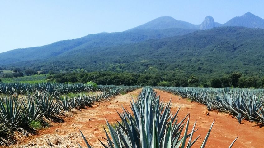 Además de Jalisco, ¿qué otros estados pueden producir tequila?