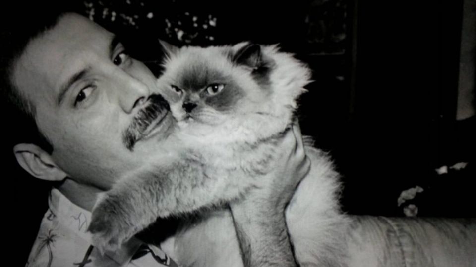 Freddie Mercury y su gata Tiffany. Foto: Especial