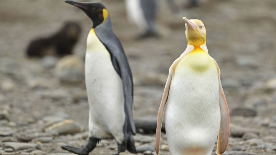 Una de las capturas que hizo Yves Adams al pingüino único en su especie. Foto: Instagram @Yves_Adams