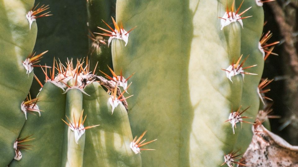 Desde la época prehispánica las cactáceas como el nopal servían de alimento, bebida y medicina. Foto: Especial