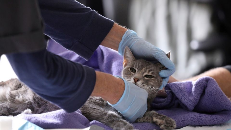 La toxoplasmosis se da en climas cálidos y húmedos. Foto: Reuters